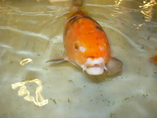 Fish kiss from koi pond in China Town