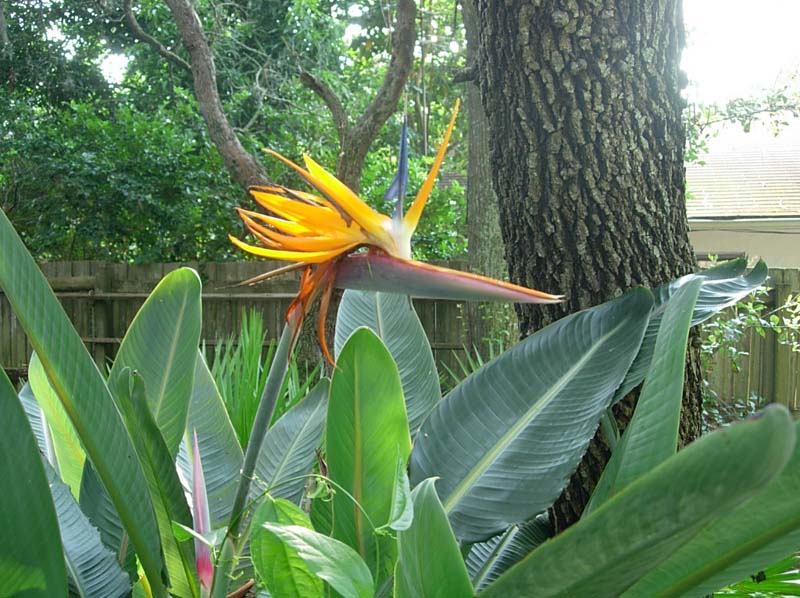 Suzy's backyard - bird of paradise