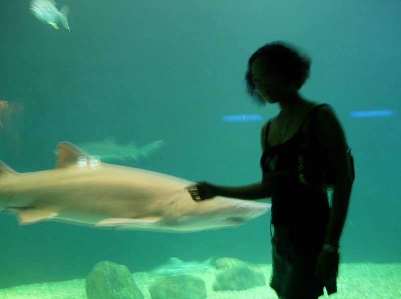 Tampa Aquarium - Suzy & shark