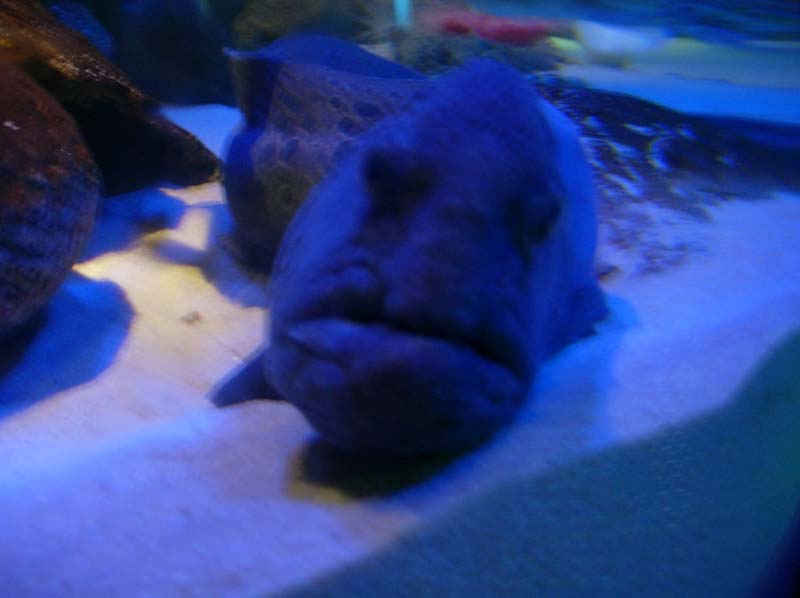 Tampa Aquarium - grouper