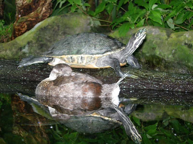 Tampa Aquarium - turtle