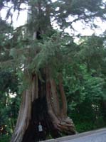 Vancouver George Wainborn Park, hollow tree