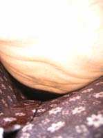 Ferry's self portrait, inside his shirt